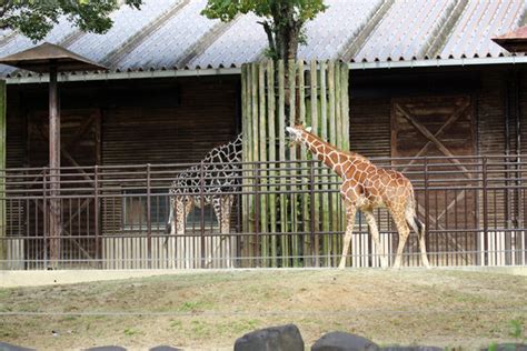 草食類|草食動物(ソウショクドウブツ)とは？ 意味や使い方